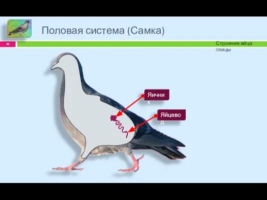 Половая система (Самка) Строения яйца птицы