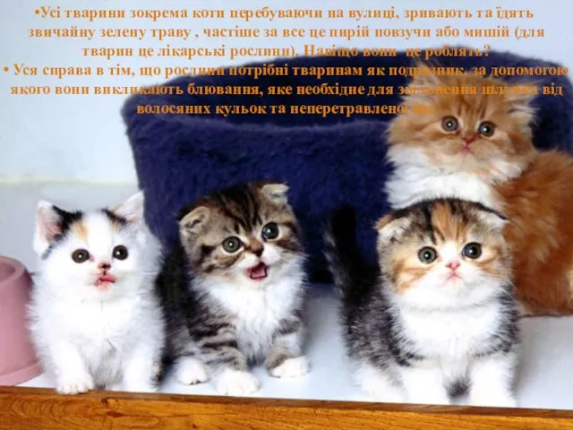 Усі тварини зокрема коти перебуваючи на вулиці, зривають та їдять звичайну