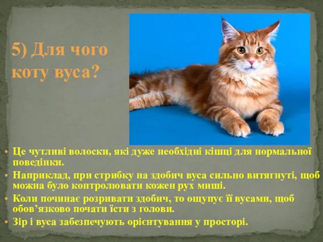 Це чутливі волоски, які дуже необхідні кішці для нормальної поведінки. Наприклад,