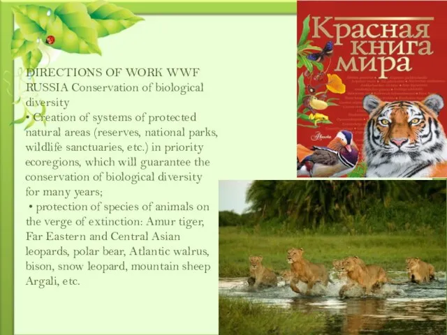 DIRECTIONS OF WORK WWF RUSSIA Conservation of biological diversity • Creation