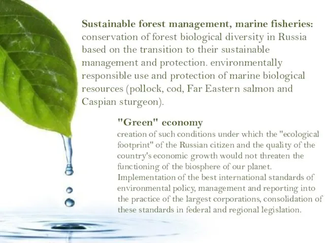 Sustainable forest management, marine fisheries: conservation of forest biological diversity in