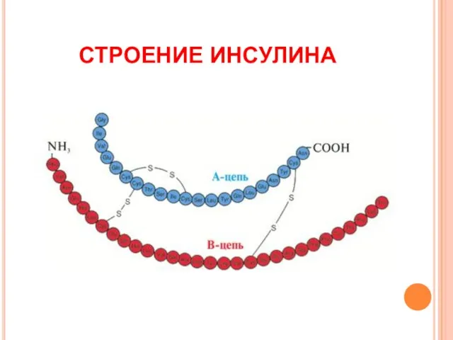 СТРОЕНИЕ ИНСУЛИНА