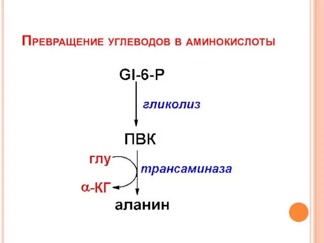 Превращение углеводов в аминокислоты