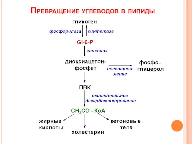 Превращение углеводов в липиды