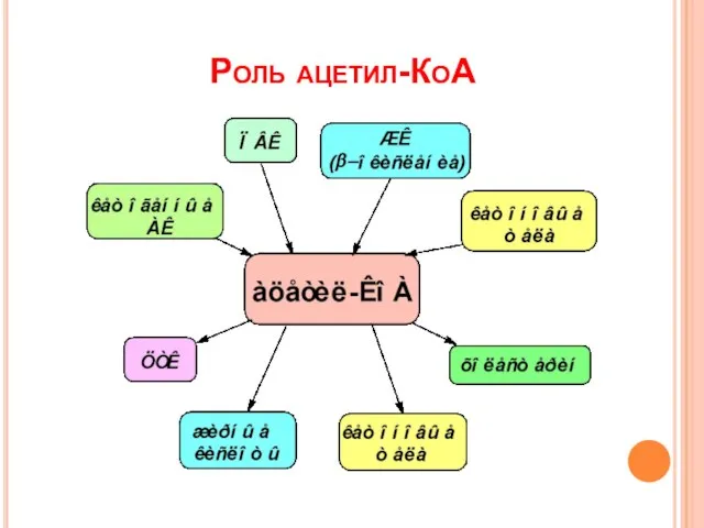 Роль ацетил-КоА