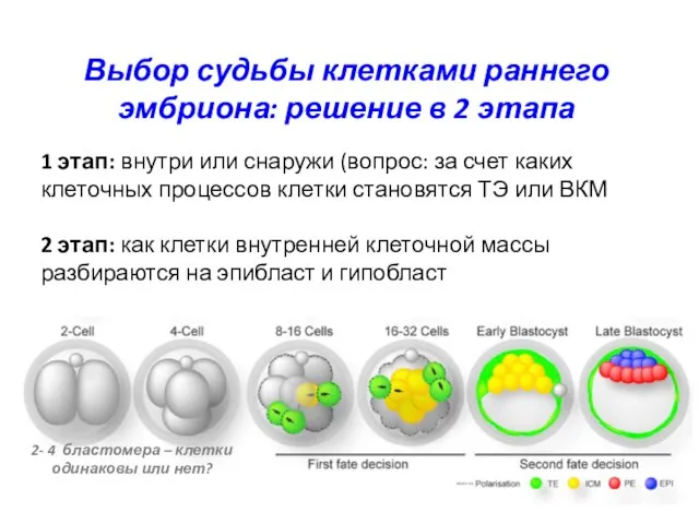 Выбор судьбы клетками раннего эмбриона: решение в 2 этапа 1 этап: