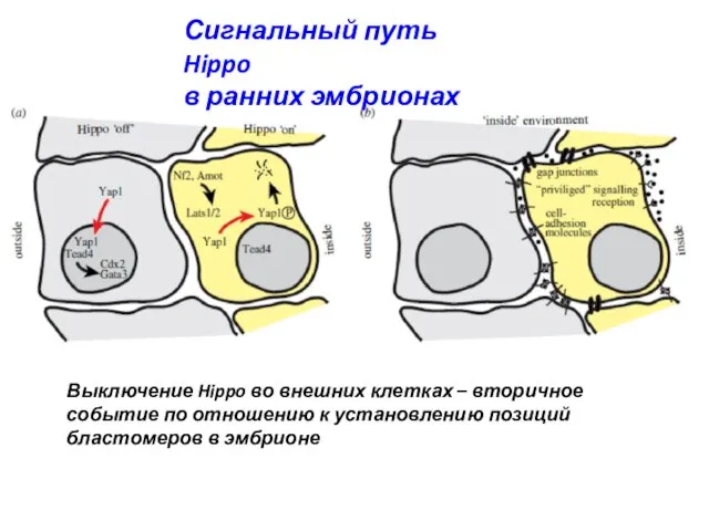 Сигнальный путь Hippo в ранних эмбрионах Выключение Hippo во внешних клетках