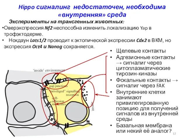 Hippo сигналинг недостаточен, необходима «внутренняя» среда Щелевые контакты Адгезионные контакты →