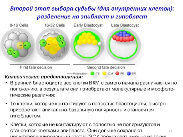 Классические представления: В ранней бластоцисте все клетки ВКМ с самого начала