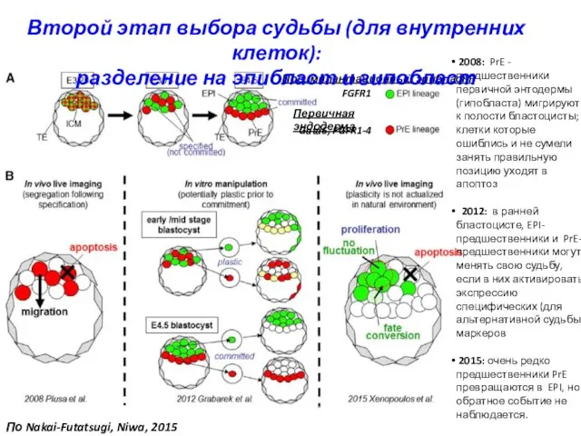 FGFR1 Gata6, FGFR1-4 Преимплантационный эпибласт Первичная эндодерма 2008: PrE - предшественники