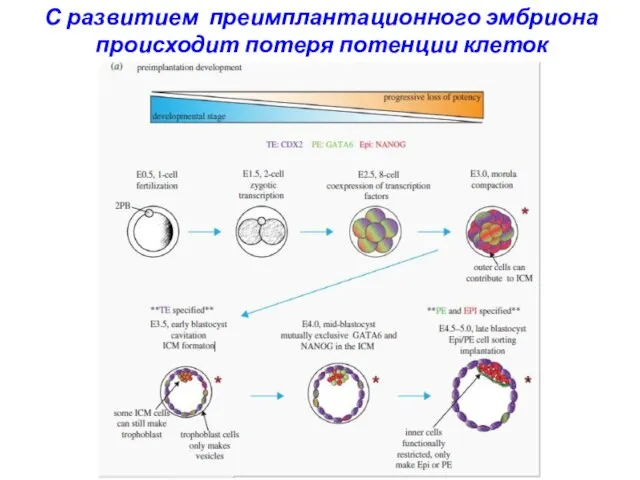 С развитием преимплантационного эмбриона происходит потеря потенции клеток