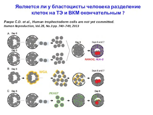 Является ли у бластоцисты человека разделение клеток на ТЭ и ВКМ