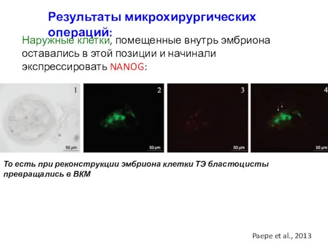 Результаты микрохирургических операций: Наружные клетки, помещенные внутрь эмбриона оставались в этой