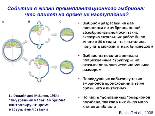 Bischoff et al., 2008 События в жизни преимплантационного эмбриона: что влияет