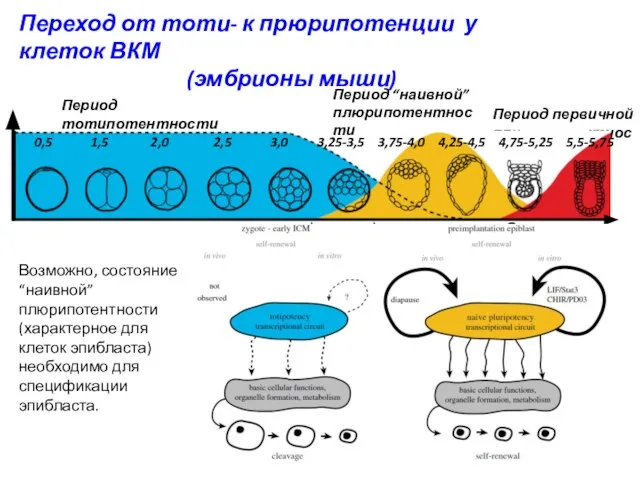 Переход от тоти- к прюрипотенции у клеток ВКМ (эмбрионы мыши) Период
