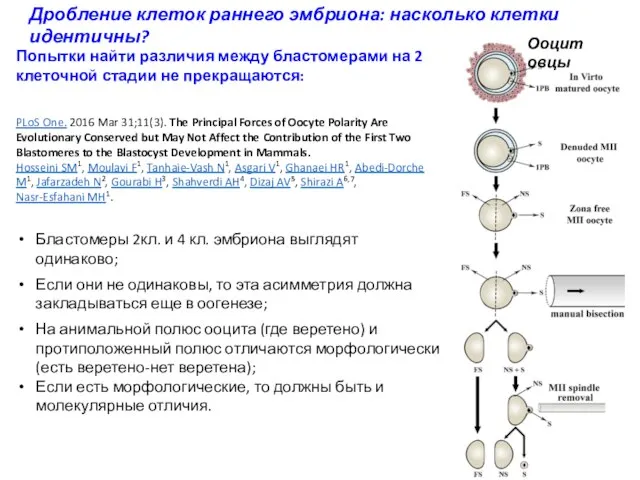 Дробление клеток раннего эмбриона: насколько клетки идентичны? PLoS One. 2016 Mar