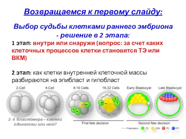 Возвращаемся к первому слайду: Выбор судьбы клетками раннего эмбриона - решение