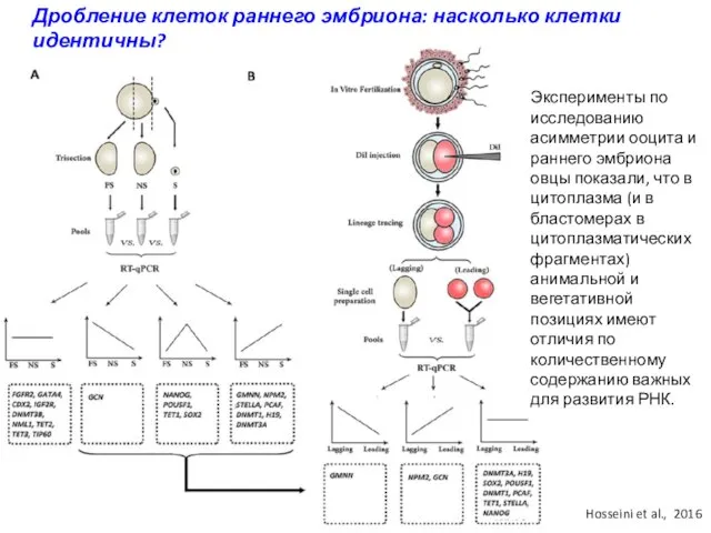 Дробление клеток раннего эмбриона: насколько клетки идентичны? Эксперименты по исследованию асимметрии