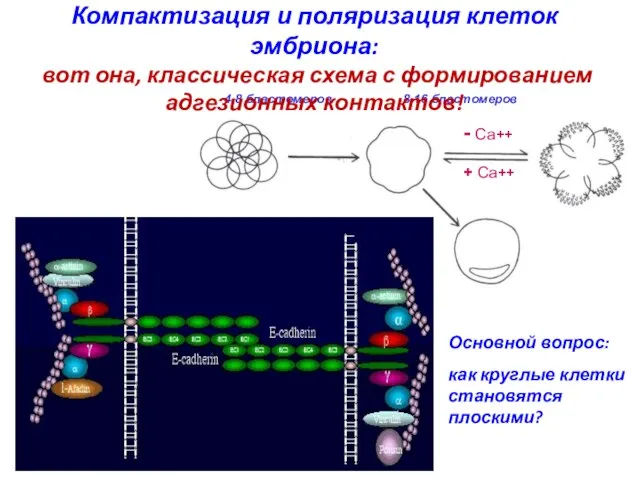 32 бластомера и более Компактизация и поляризация клеток эмбриона: вот она,