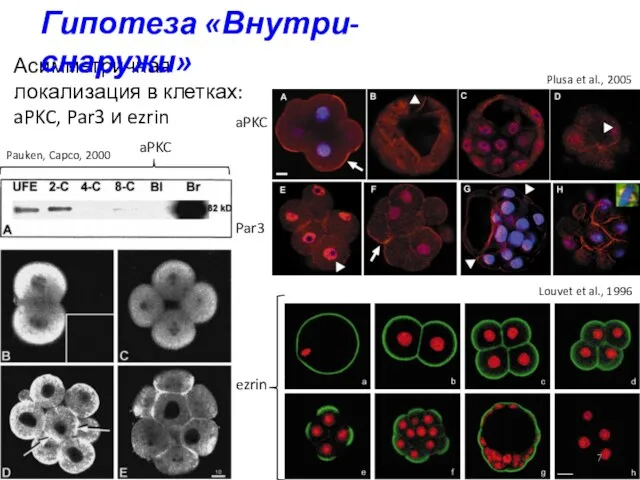 Асимметричная локализация в клетках: aPKC, Par3 и ezrin ezrin aPKC aPKC