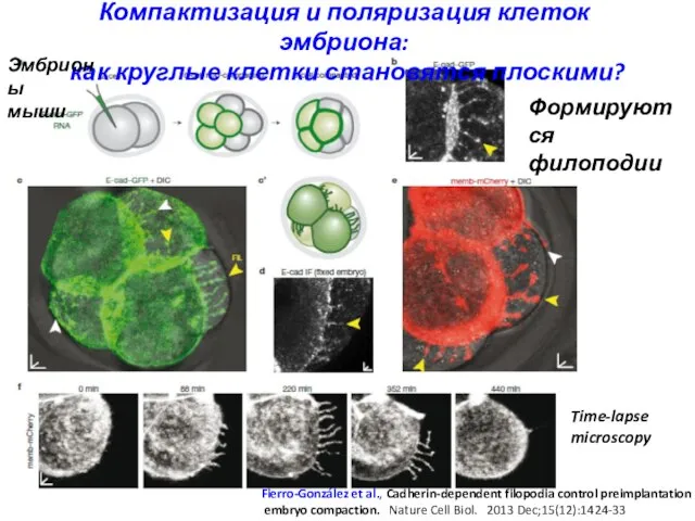 Компактизация и поляризация клеток эмбриона: как круглые клетки становятся плоскими? Fierro-González