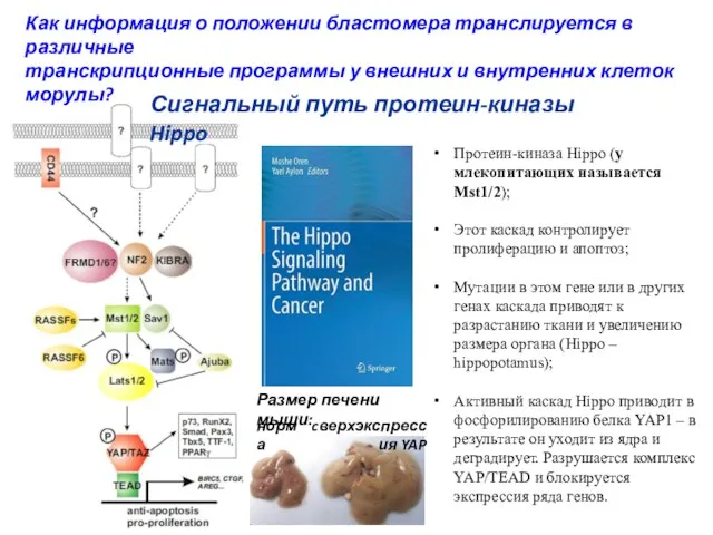 Протеин-киназа Hippo (у млекопитающих называется Mst1/2); Этот каскад контролирует пролиферацию и