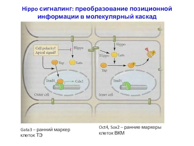 Hippo сигналинг: преобразование позиционной информации в молекулярный каскад Gata3 – ранний