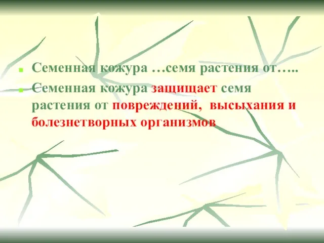 Семенная кожура …семя растения от….. Семенная кожура защищает семя растения от повреждений, высыхания и болезнетворных организмов