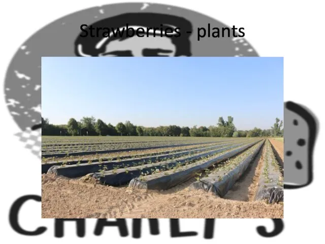 Strawberries - plants