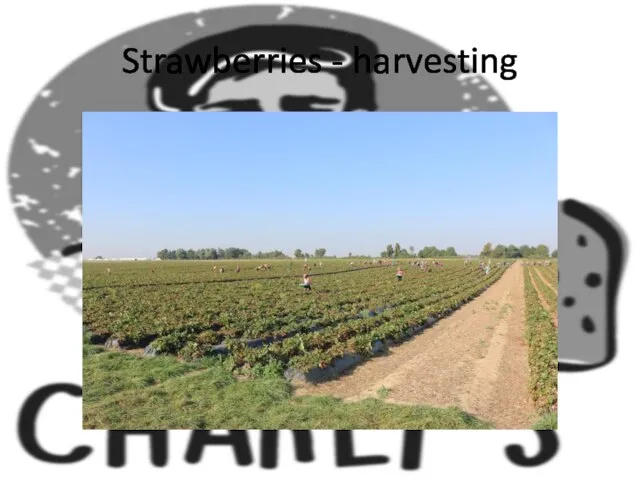 Strawberries - harvesting