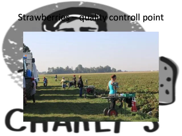 Strawberries – quality controll point