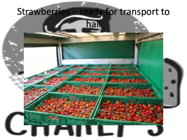 Strawberries – ready for transport to hall