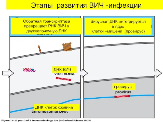 Этапы развития ВИЧ -инфекции Обратная транскриптаза превращает РНК ВИЧ в двухцепочечную