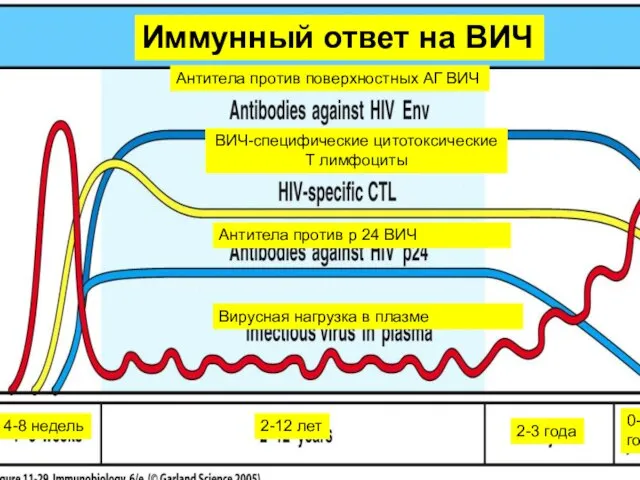 Иммунный ответ на ВИЧ Антитела против поверхностных АГ ВИЧ ВИЧ-специфические цитотоксические