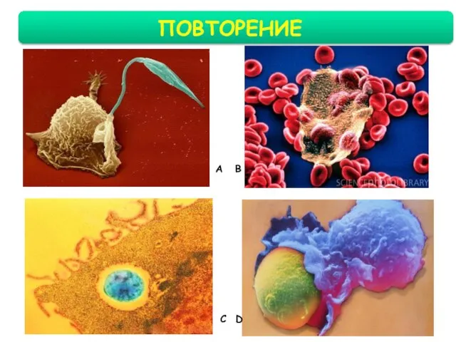 ПОВТОРЕНИЕ C A D В