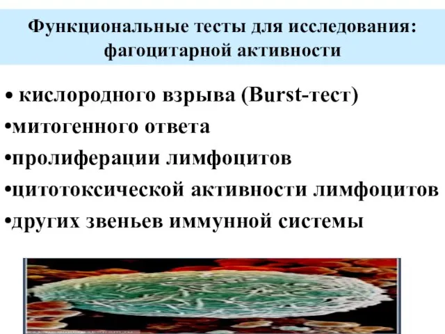 Функциональные тесты для исследования: фагоцитарной активности • кислородного взрыва (Burst-тест) •митогенного