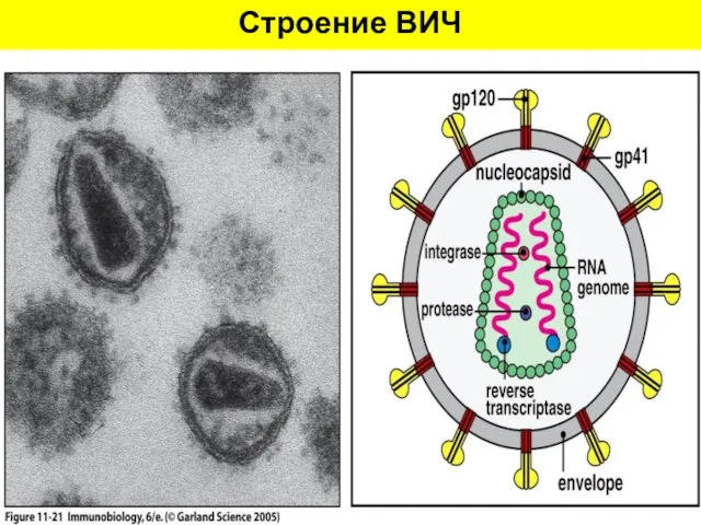 Строение ВИЧ