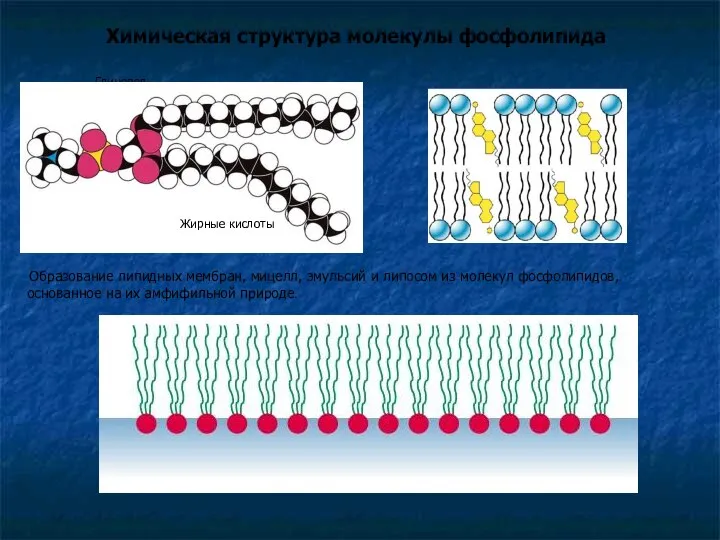 Химическая структура молекулы фосфолипида Холин Фосфат Глицерол Образование липидных мембран, мицелл,