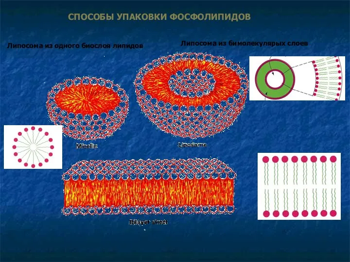 Липосома из одного биослоя липидов Липосома из бимолекулярых слоев СПОСОБЫ УПАКОВКИ ФОСФОЛИПИДОВ