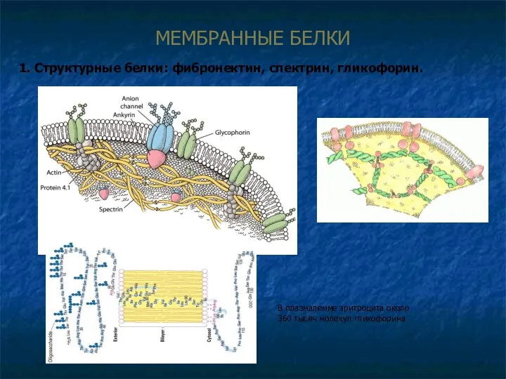 МЕМБРАННЫЕ БЕЛКИ 1. Структурные белки: фибронектин, спектрин, гликофорин. В плазмалемме эритроцита около 360 тысяч молекул гликофорина