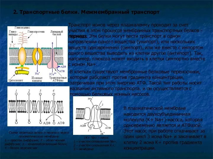 Схема переноса ионов и молекул через плазматическую мембрану 1 – простая