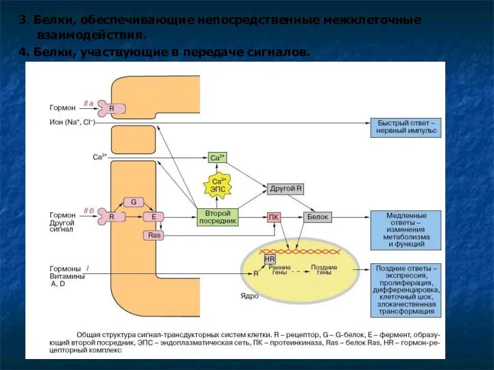 3. Белки, обеспечивающие непосредственные межклеточные взаимодействия. 4. Белки, участвующие в передаче сигналов.