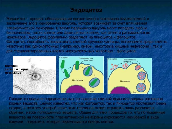 Эндоцитоз - процесс обволакивания внеклеточного материала плазмалеммой и заключение его в