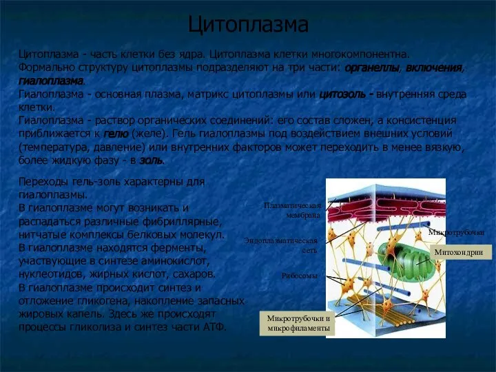 Цитоплазма Переходы гель-золь характерны для гиалоплазмы. В гиалоплазме могут возникать и