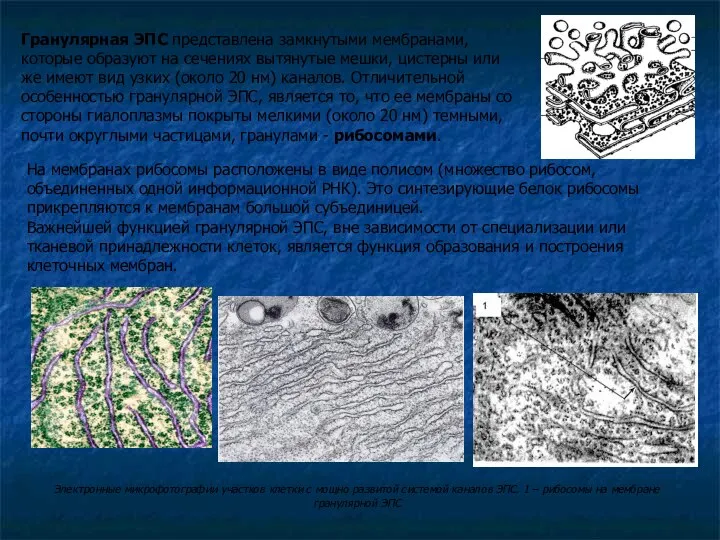 Электронные микрофотографии участков клетки с мощно развитой системой каналов ЭПС. 1
