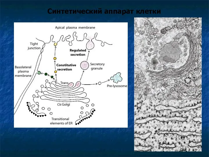 Синтетический аппарат клетки