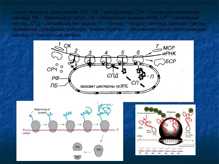 Синтез белка на гранулярной ЭПС. РФ – рибофовины, СРЧ – сигнал-распознающая