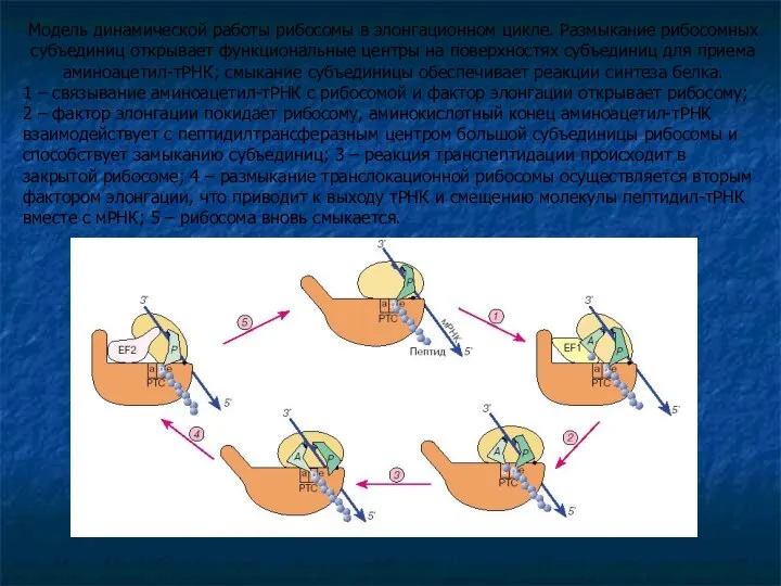 Модель динамической работы рибосомы в элонгационном цикле. Размыкание рибосомных субъединиц открывает