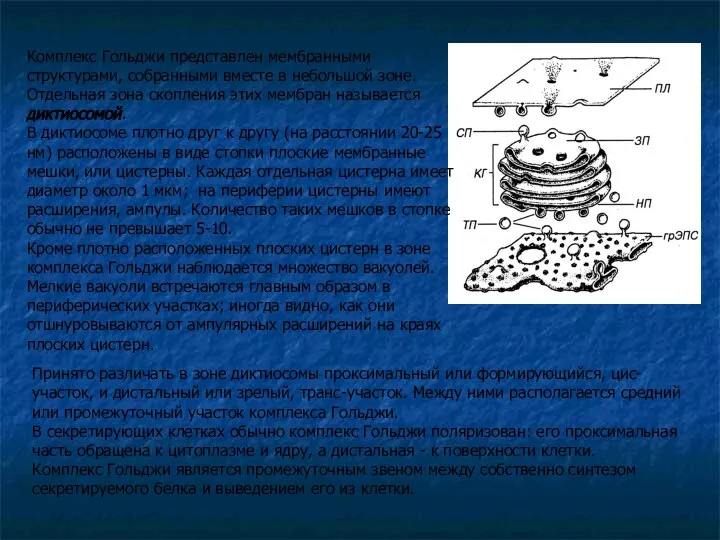 Комплекс Гольджи представлен мембранными структурами, собранными вместе в небольшой зоне. Отдельная