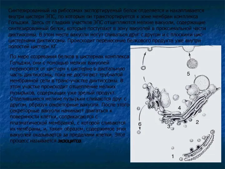 По мере созревания белков в цистернах комплекса Гольджи, они с помощью